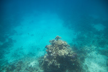 Naklejka na ściany i meble Underwater life. Coral reef in Red near Egypt coast. Flocks of tropical fishes.