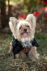 Yorkshire Terrier