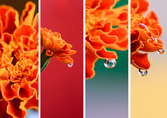 Collage of flowers. Black-browed with a drop, macro photo.