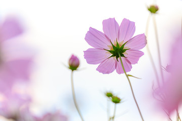 pink flowers on a white background