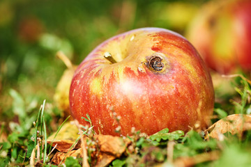 Organic red apples, some are rotten, and some are perfect