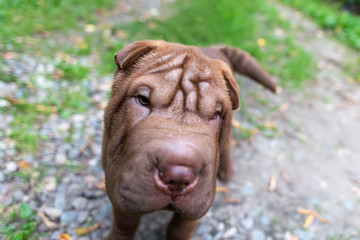 Shar Pei puppy for a walk