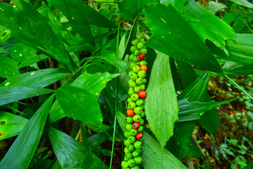 Hooker’s fishtail palm Single leaf, pointed edges shall be pointed, the belly is smooth, the...