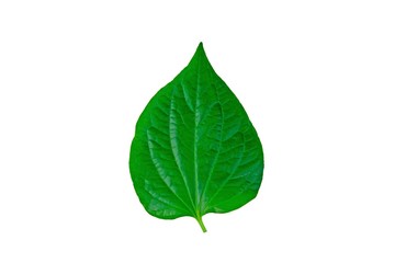 Wild Betel Leafbush (Piper sarmentosum Roxb) isolate on white background.