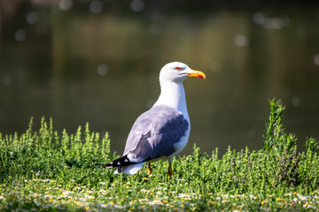 Goéland argenté - larus aregentatus - en bordure d'étang