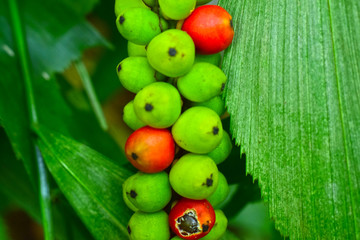 Hooker’s fishtail palm Single leaf, pointed edges shall be pointed, the belly is smooth, the inflorescences are inflated, curving down into the axillary near the base. The fruit is reddish orange.