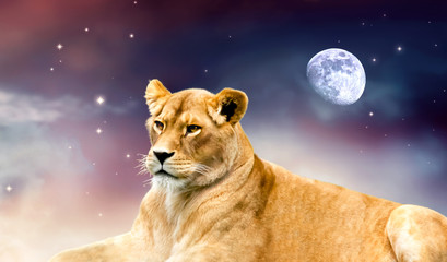 African female lion and moon night in Africa. Savannah wildlife landscape banner. Proud dreaming...
