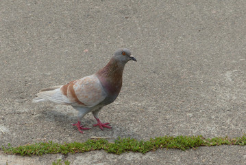 pigeon in the park