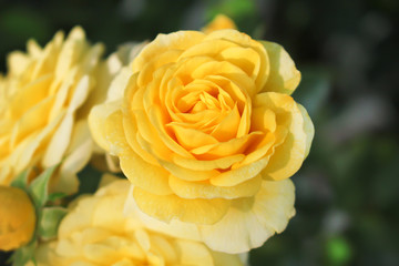 Yellow rose fresh sweet flowers pattern blooming in the nature garden  top view beautiful field background