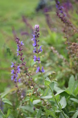 Szałwia omączona kwitnąca jesienią