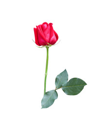 Fresh red rose bud colorful flower begin blooming in vertical with stem and green leaves patterns isolated on white background , clipping path