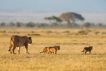 Naklejka na ściany i meble Lioness with 3 cubs, Amboseli, Kenya, Africa