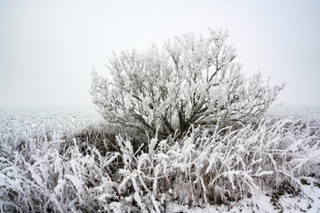 frozen bush and grass with hoar frost and snow at the field, gray winter landscape with copy space