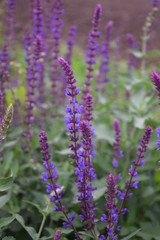 Obraz premium Szałwia omączona kwitnąca jesienią