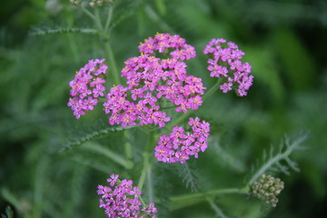 Kwitnący różowy krwawnik © Anna