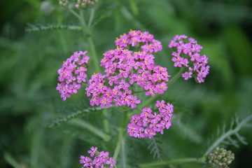 Kwitnący różowy krwawnik © Anna