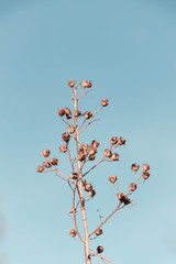 branch of tree with red berries and blue sky