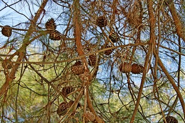 green larch branches with brown cones in late summer