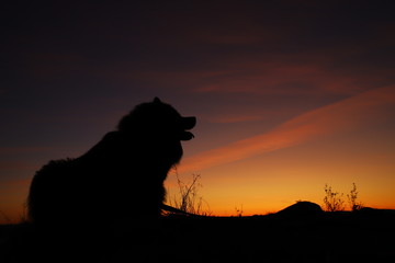 silhouette of dog at sunset