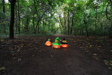 halloween pumpkin in a dark mystical forest