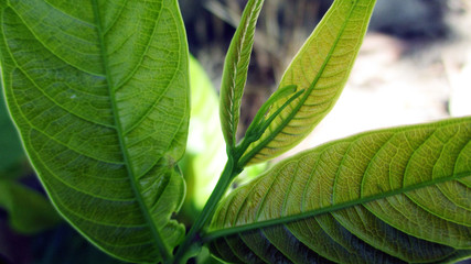 green leaf of a tree