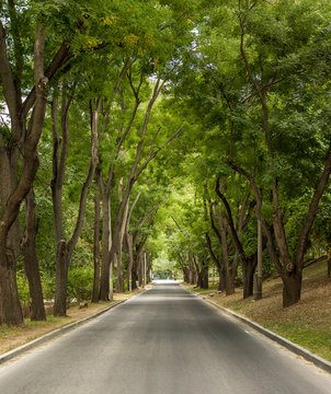 Green alea in Moldavian park