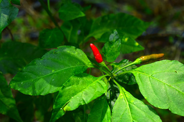 The chilli peppers have long spheres. The tip is sharp and curved. The shell is thick, slippery into it. The green fruit is dark green, ripe, red, and has a small round seed. Light yellow, sticking t