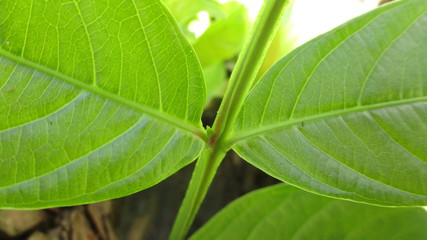 green leaf, two green leaf
