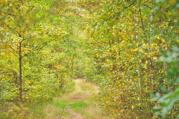 Beautiful bright autumn scenery in an idyllic birch forest in Germany in late summer in September with yellow and green leaves and a footpath