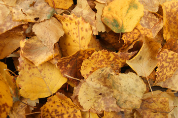 Tumbled autumn yellow foliage tree birch background