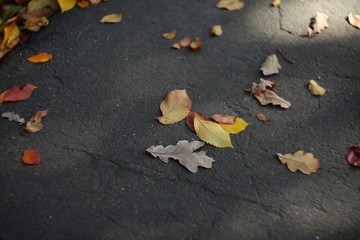 Autumn leaves on the ground with glare