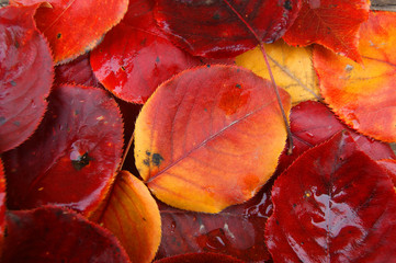 Tumbled autumn yellow foliage tree birch background