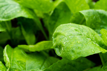 Fresh Baby False Pakchoi Farm