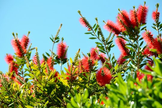 Hermosa flor roja del &aacute;rbol del Calistemo