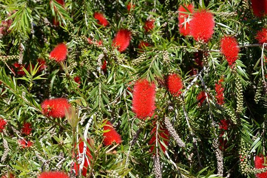 Hermosa flor roja del &aacute;rbol del Calistemo