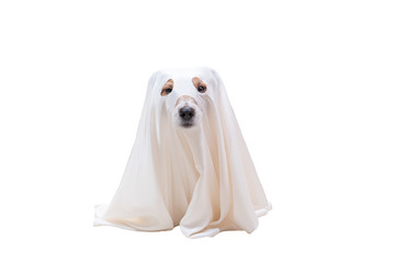 Cute dog under white blanket as costume of Halloween ghost