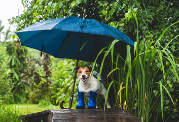 Funny concept of bad rainy weather with dog in wellington boots under umbrella © alexei_tm