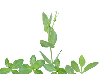 Eustoma plants during vegetative and budding stages. Foliage and bud isolated on white for your postcard design