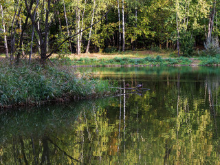 Obraz premium Autumn, pond, Park, ducks.