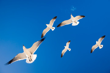 Bright scenic view of seagulls flying from below looking up into blue sky