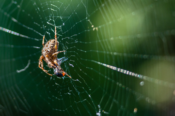 Macro of big spider with catched fly by the web on blurry green or garden background