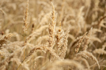 Close up of dry yellow grass background