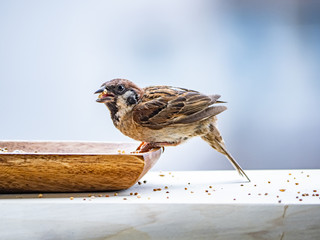 Passer Montanus tree sparrow feeding from wood dish 6