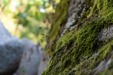 green moss on a grey stone, outdoors
