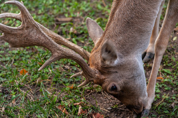 Close up of deer's head with horns graze in the forrest