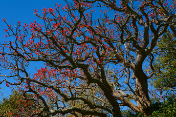 Rotblühender Baum im Kirstenbosch Botanischen Garten