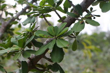 Close-up of green leaves on a branch or tree with a blurred background