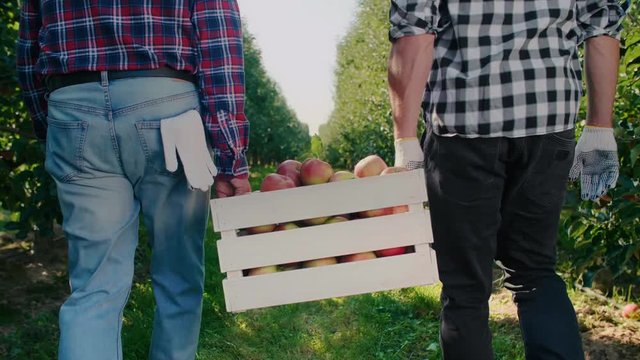 Rear view of two men carrying a full crate of apples 