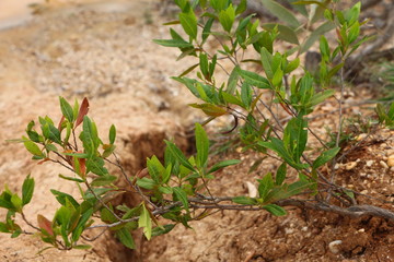 Green plant growing in rocky, desert soil.
