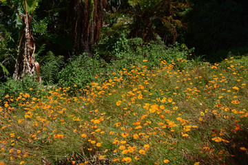 Obraz premium Blumen im Kirstenbosch Park, Kapstadt